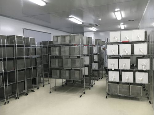 以蚊治蚊 奚志勇教授将“蚊子工厂”推向海外，日产500万只为疾病防控开新路